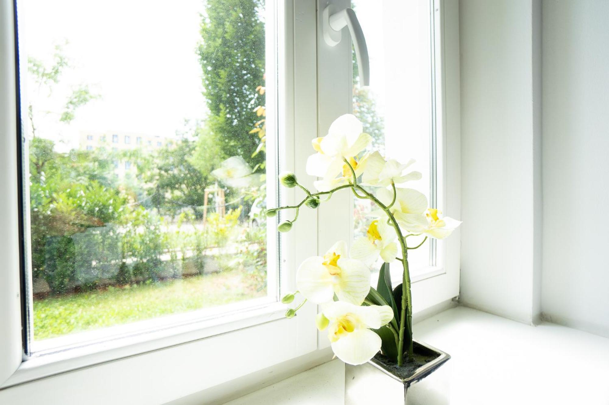 Dainn Schoenbrunn * Wien